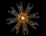 75 ephyra aurelia pacific