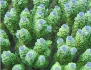 Adi