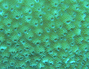 Astreopora