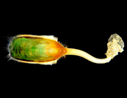 Lingula