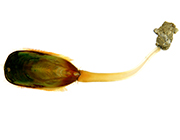 Lingula2