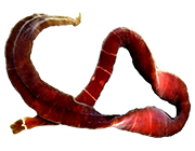 Nemertean