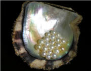 Pfucata 3