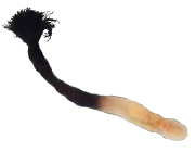 Phoronid